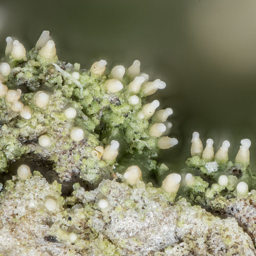 Makrophoto von Micarea pycnidiophora, 1,6x1,6 mm; Foto: NJStapper