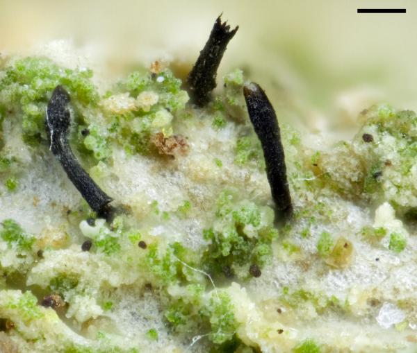 Szczawinskia tsugae in Deutschland gefunden, eine für Europa neue Flechte