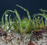 Ephemerum spinulosum, Wahnbachtalsperre. fot NJ Stapper